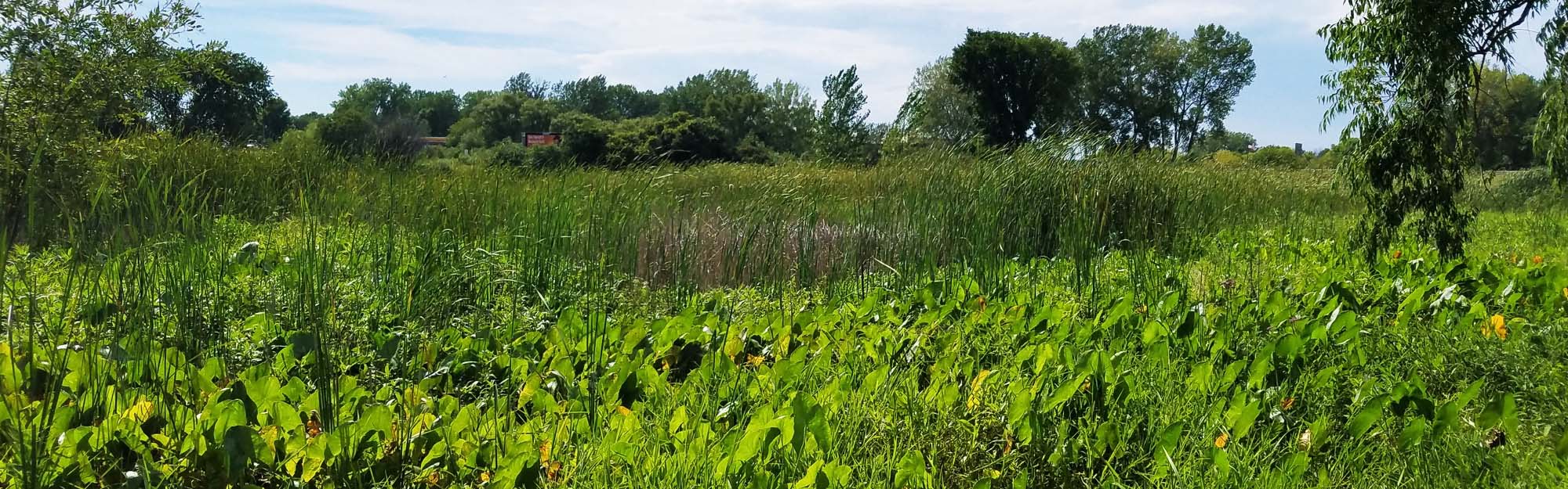 Steiger Lake wetlands