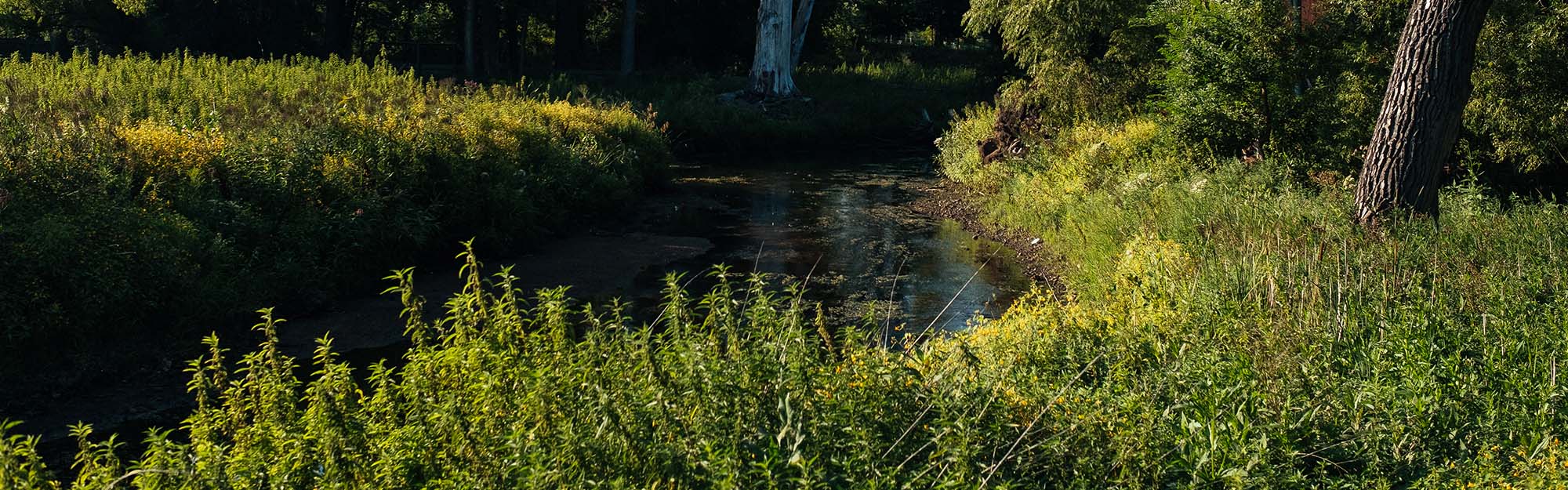 Minnehaha Preserve