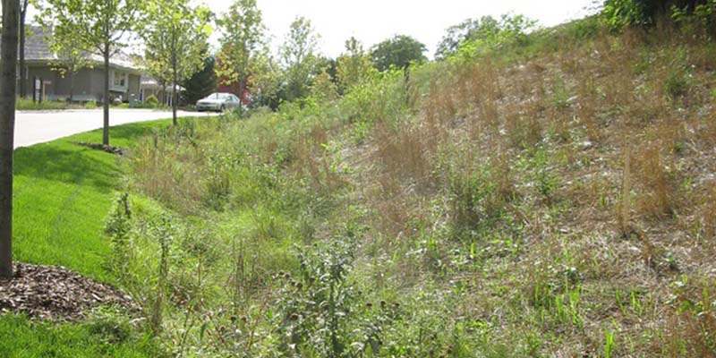 vegetated swale