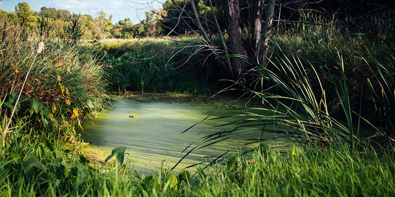 shoreline restoration