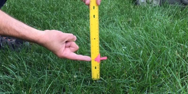 measuring grass length with a ruler