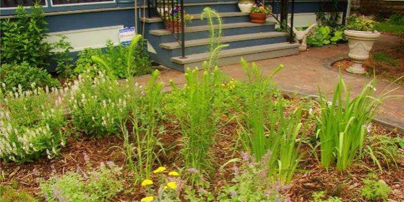 native plants, photo from BlueThumb